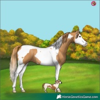Horse Color:Chestnut Splash Tobiano