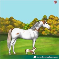 Horse Color:Chestnut Splash Tobiano
