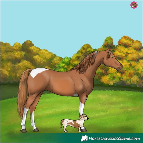 Horse Color:Chestnut Tobiano
