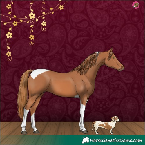 Horse Color:Chestnut Tobiano