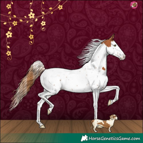 Horse Color:Chestnut Splash Tobiano 
