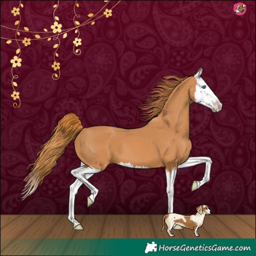 Horse Color:Chestnut Splash 