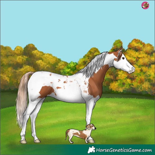 Horse Color:Chestnut Splash Tobiano