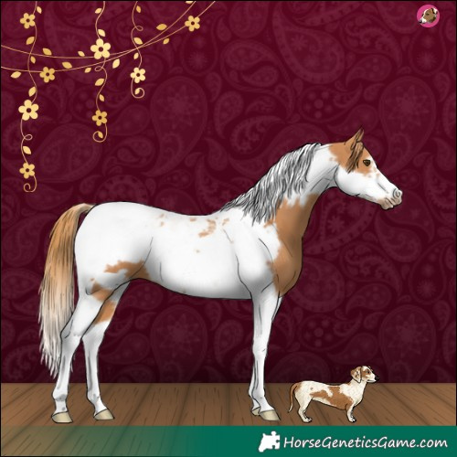 Horse Color:Chestnut Tobiano Frame
