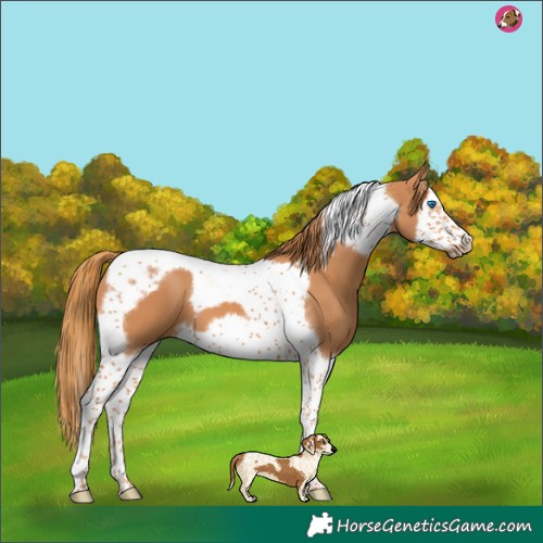 Horse Color:Chestnut Splash Tobiano Frame