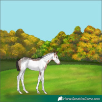 Horse Color:Bay Sabino Frame Rabicano 