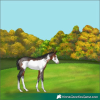 Horse Color:Brown Sabino Frame Rabicano 