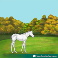 Horse Color:Bay Dun Sabino Rabicano 