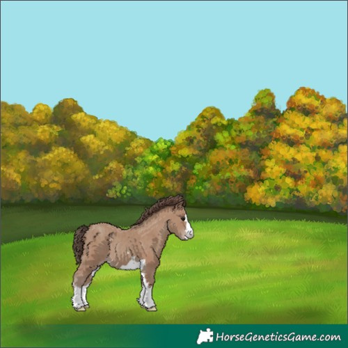 Horse Color:Classic Champagne