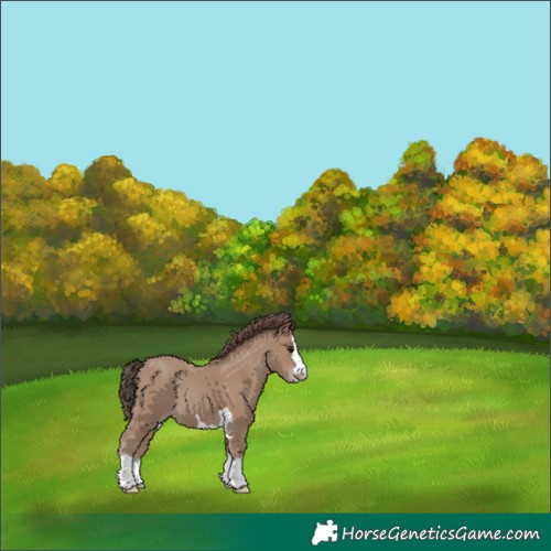 Horse Color:Classic Champagne