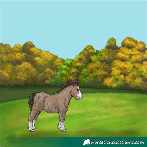 Horse Color:Classic Champagne