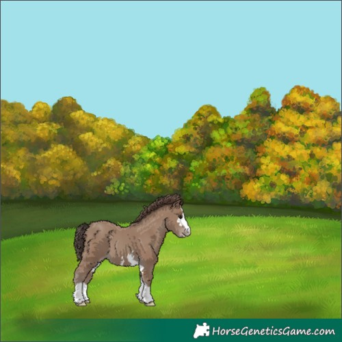 Horse Color:Classic Champagne