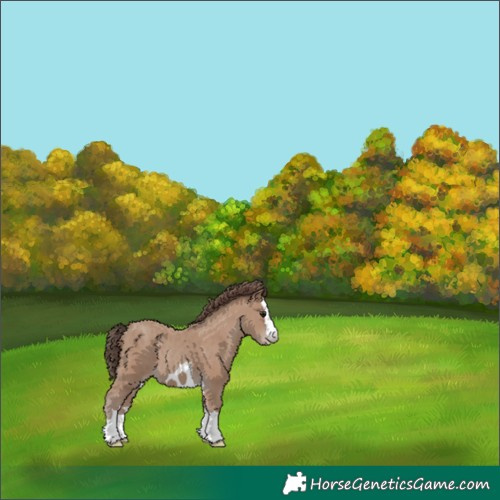 Horse Color:Classic Champagne 