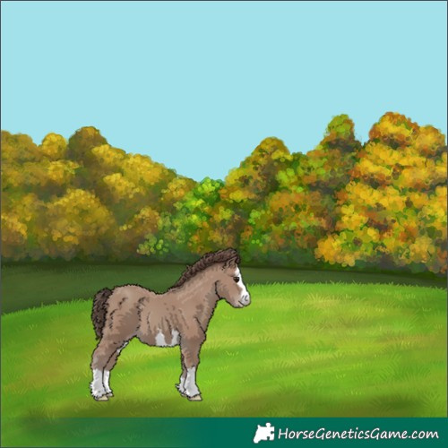 Horse Color:Classic Champagne 