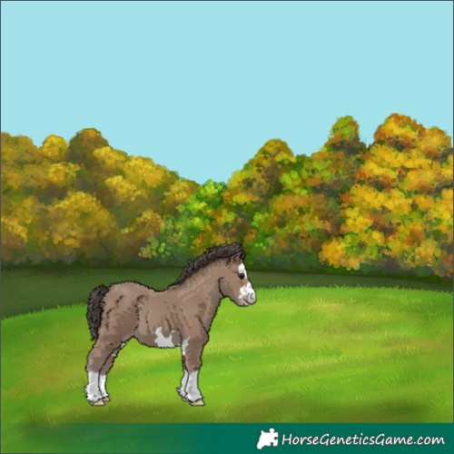 Horse Color:Classic Champagne 