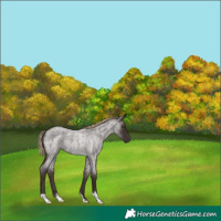Horse Color:Liver Red Roan