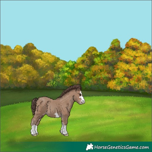 Horse Color:Classic Champagne 
