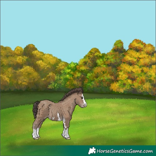 Horse Color:Classic Champagne 