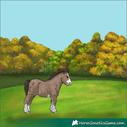 Horse Color:Classic Champagne 