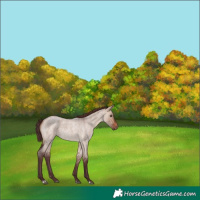 Horse Color:Chocolate Brown Roan Dun Rabicano 