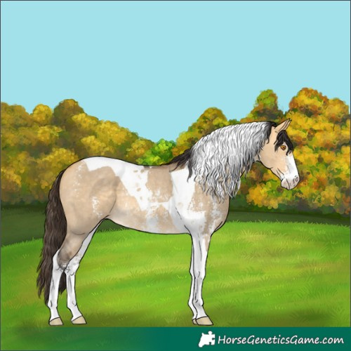 Horse Color:Buckskin Dun Sabino Tobiano Rabicano 