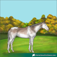 Horse Color:Liver Red Dun Mushroom Splash Tobiano 