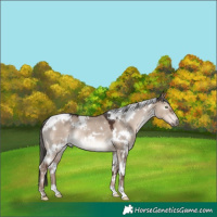 Horse Color:White Spotted Liver Red Dun Mushroom Rabicano