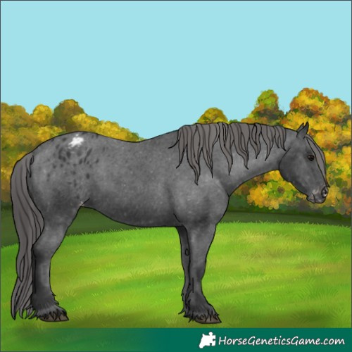 Horse Color:Black Appaloosa Rabicano 