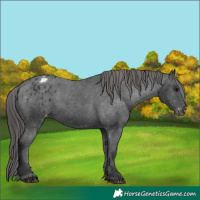 Horse Color:Black Appaloosa Rabicano 