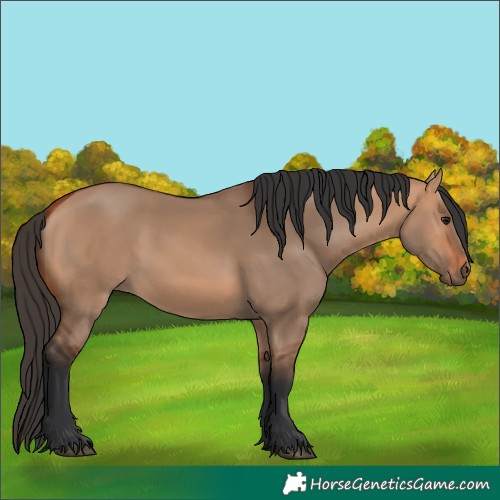 Horse Color:Bay Dun 