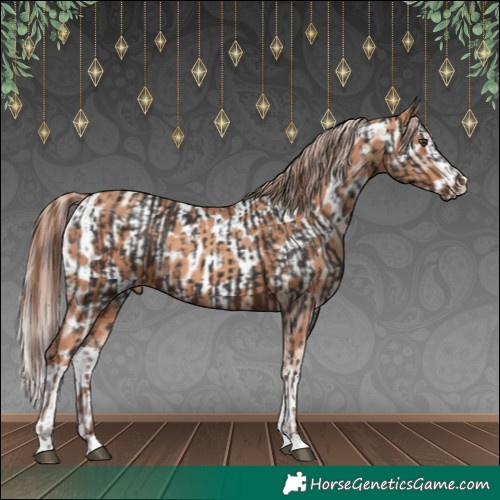 Horse Color:Liver Chestnut  and Gold Champagne Splash Appaloosa 