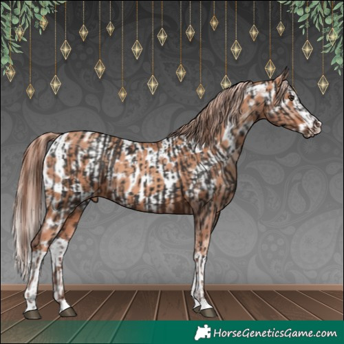 Horse Color:Liver Chestnut  and Gold Champagne Splash Appaloosa 