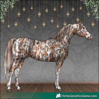 Horse Color:Liver Chestnut  and Gold Champagne Splash Appaloosa 