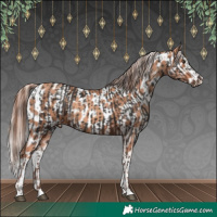 Horse Color:Liver Chestnut  and Gold Champagne Splash Appaloosa 