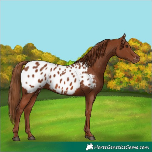 Horse Color:Chestnut Appaloosa