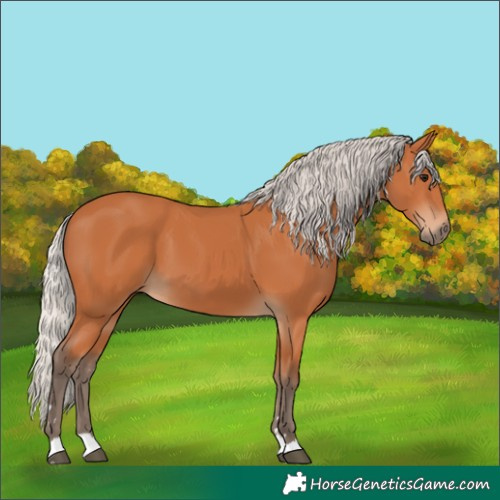 Horse Color:Silver Bay 