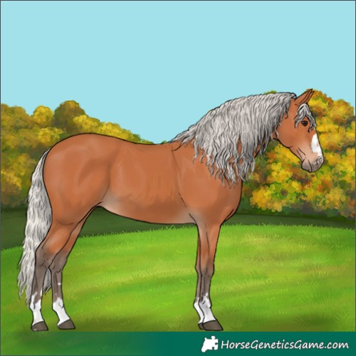Horse Color:Silver Bay 