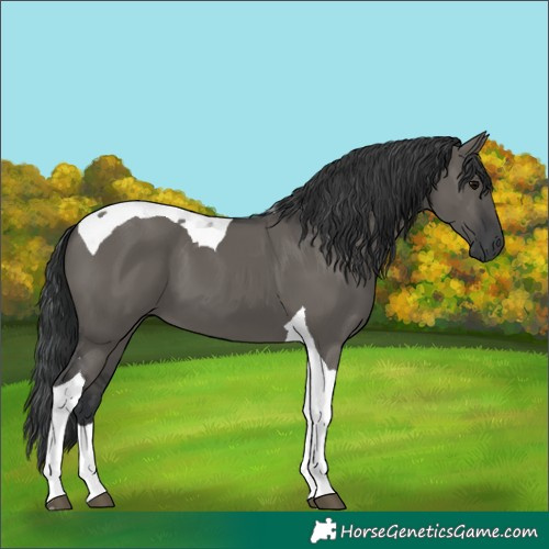 Horse Color:Grullo Tobiano 
