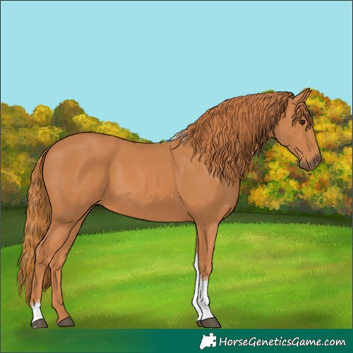 Horse Color:Chestnut Tobiano