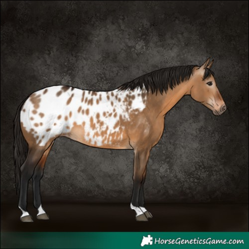Horse Color:Gray Bay Dun Tobiano Appaloosa 