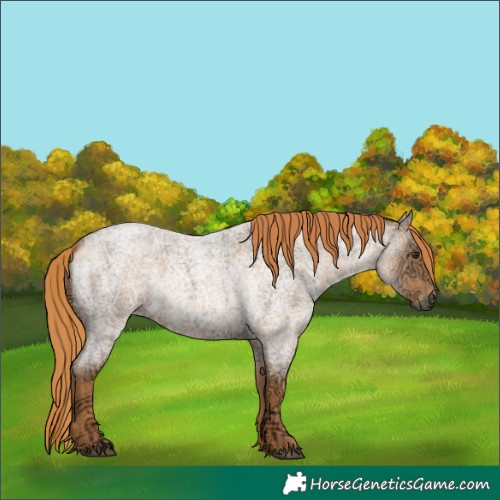 Horse Color:Unknown 