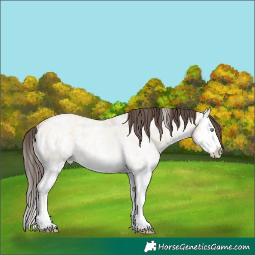 Horse Color:Amber Champagne Ice Roan Dun Sabino Splash 