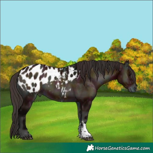 Horse Color:Midnight Bay Ice Onyx Sabino Appaloosa 