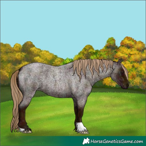Horse Color:Unknown 