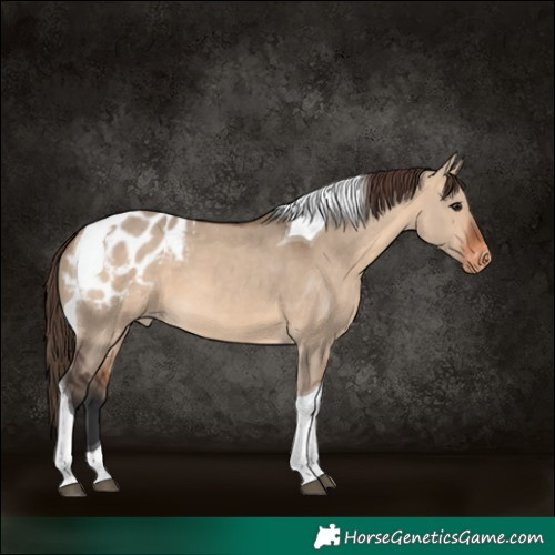 Horse Color:Bay Dun Tobiano Appaloosa 