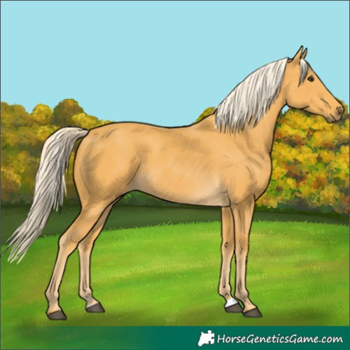 Horse Color:Palomino