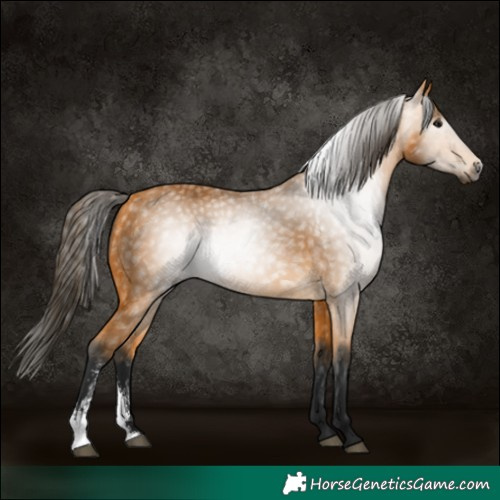 Horse Color:Gray Buckskin Sabino 