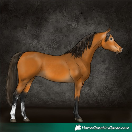 Horse Color:Gray Buckskin Sabino 