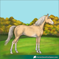 Horse Color:Palomino 