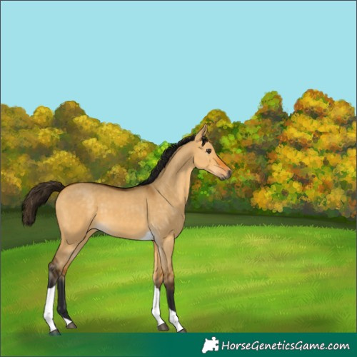 Horse Color:Gray Buckskin Dun Tobiano 